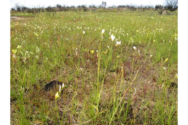 Bruin-schutbladige avondbloem Bruin-schutbladige avondbloem