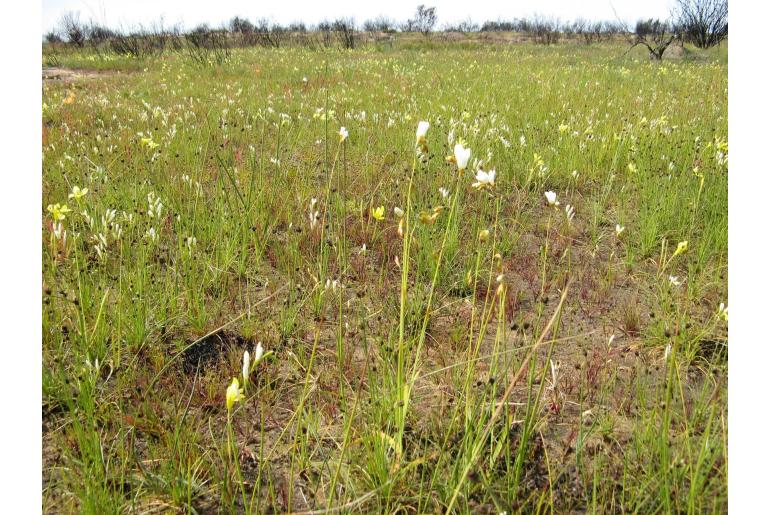 Ixia brunneobractea 9465