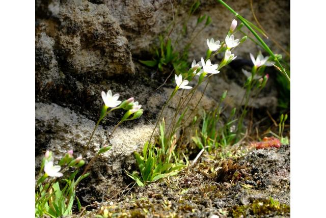 Bolus' geissorhiza