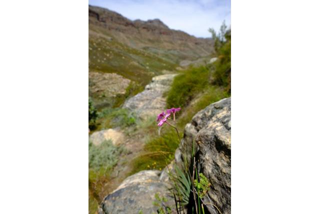 Cedarberg geissorhiza