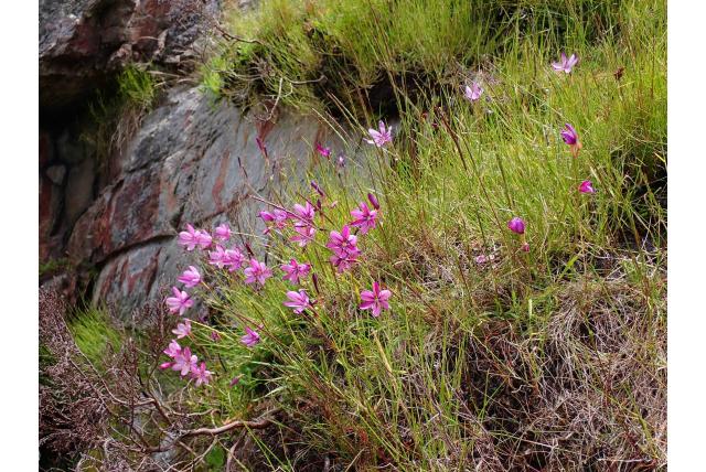 Elsie's geissorhiza