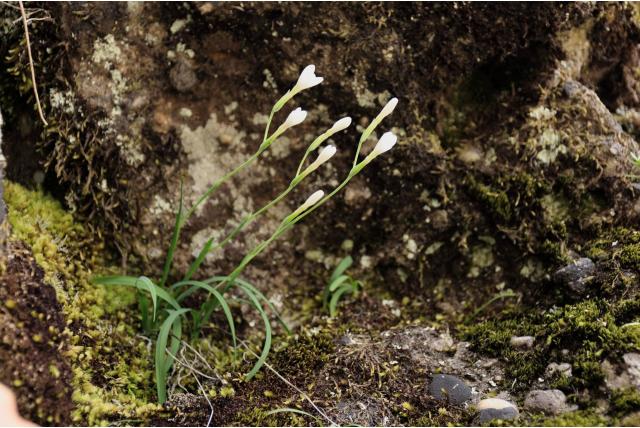 Esterhuysen's geissorhiza