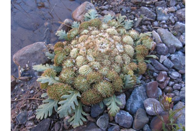 Heuvel bloemkool