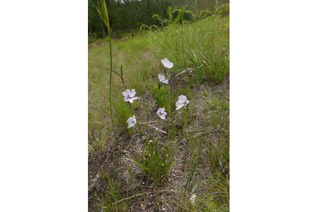 Cistus bloeiende Aristea