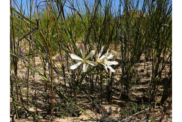 Bloemsteelloze geissorhiza