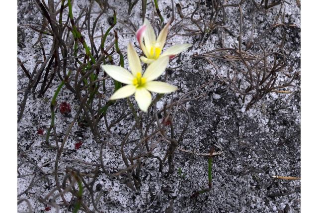 Borstelige geissorhiza