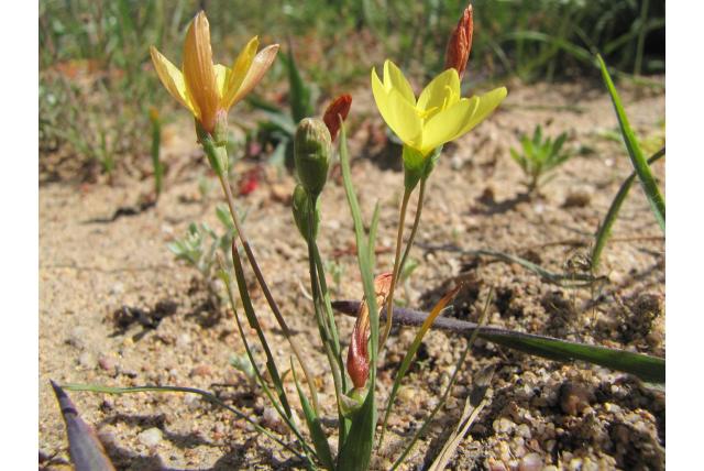 Malmesbury geissorhiza