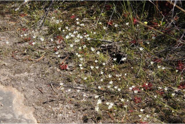 Kleine geissorhiza Kleine geissorhiza