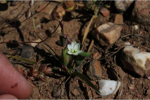 Dwerg geissorhiza
