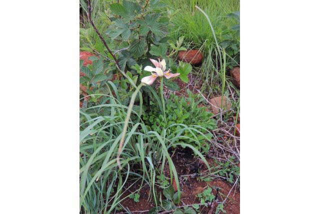 Leisteenkleurige moraea