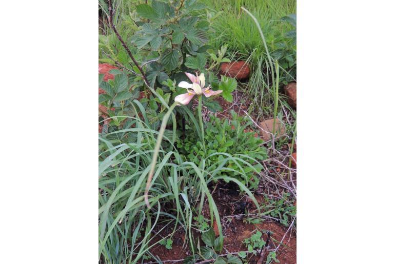 Moraea ardesiaca 9502