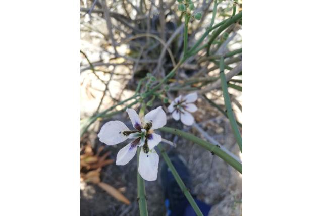 Zeldzame moraea