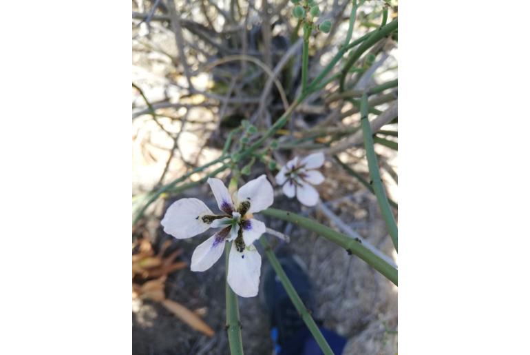 Moraea amissa -9503
