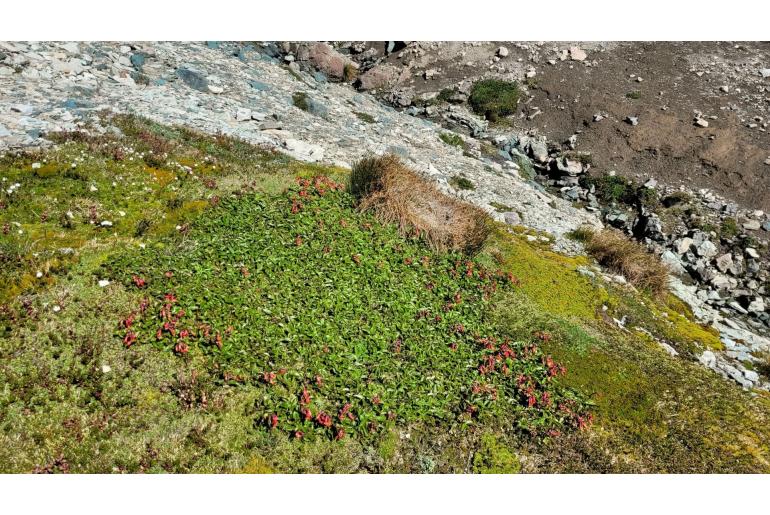 Ourisia ruellioides -9503