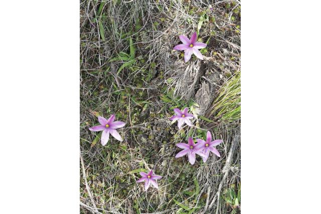 Zwarte berg geissorhiza