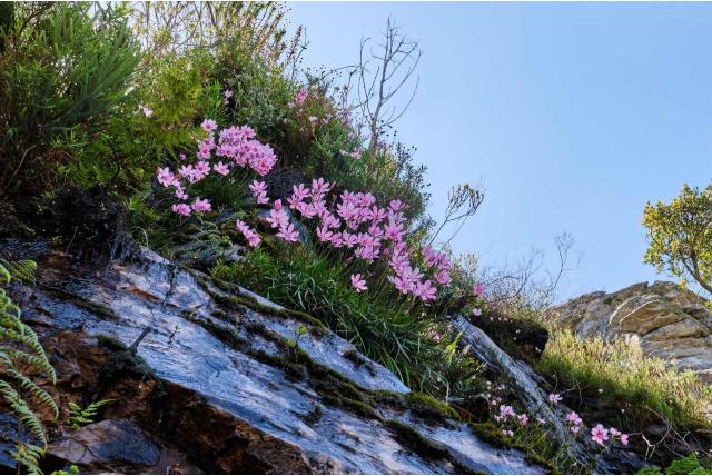 Outeniqua geissorhiza Outeniqua geissorhiza