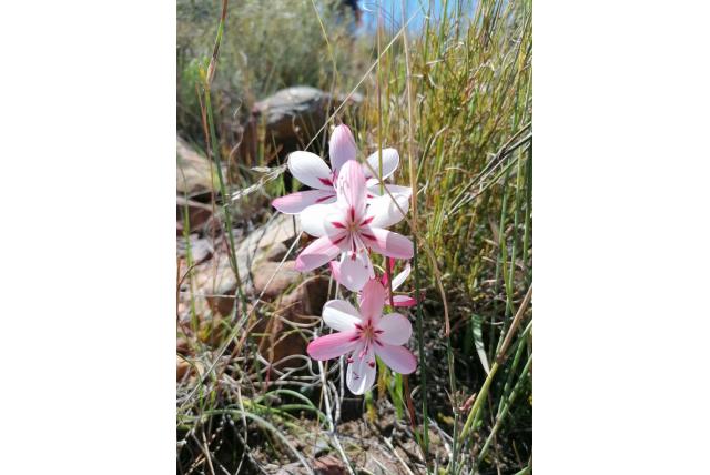Rood-witte geissorhiza Rood-witte geissorhiza