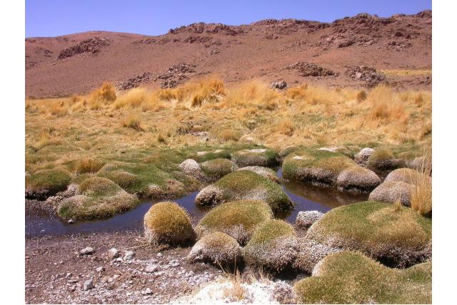 Andes oxychloe