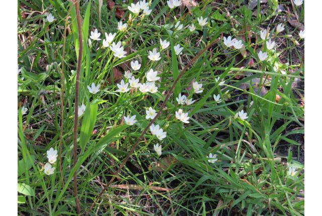 Vergelijkbare geissorhiza Vergelijkbare geissorhiza