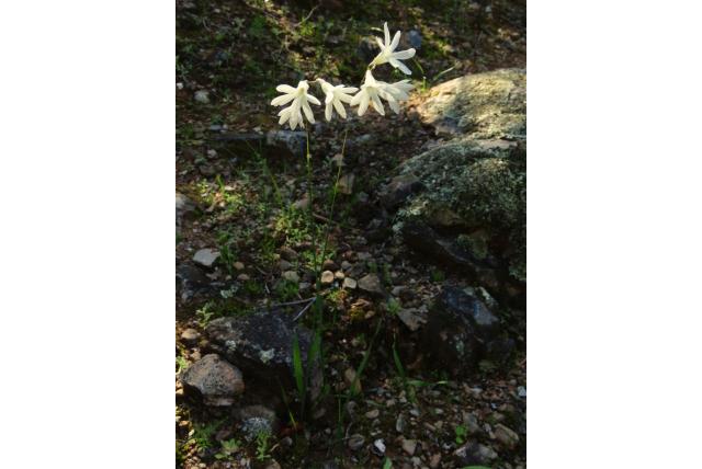 Witbloemige wortelstengel avondbloem Witbloemige wortelstengel avondbloem