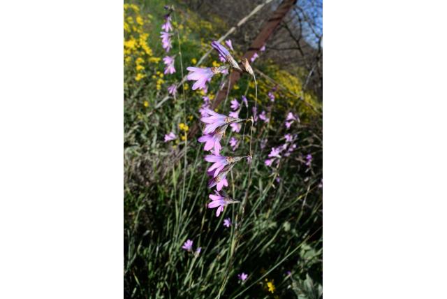 Vleeskleurige bloem avondbloem