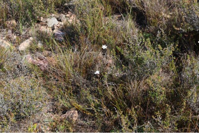 Schoenveter avondbloem