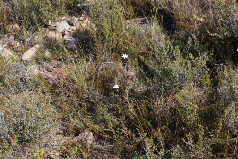 Ixia stenophylla 9522