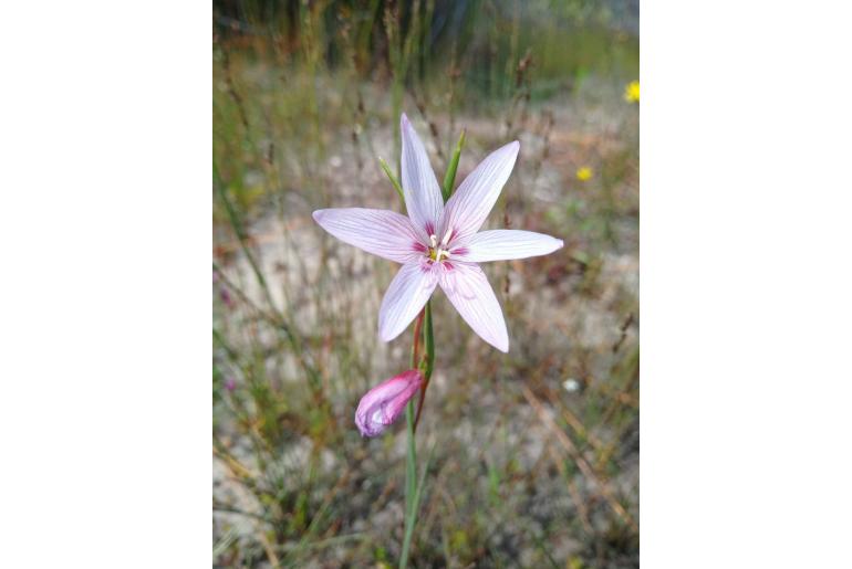 Gladiolus quadrangulus 9529