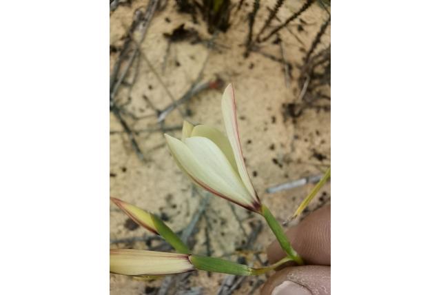 Zwarte helmknoppen geissorhiza