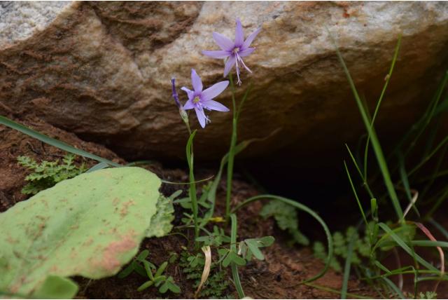 Achteroverleunende geissorhiza