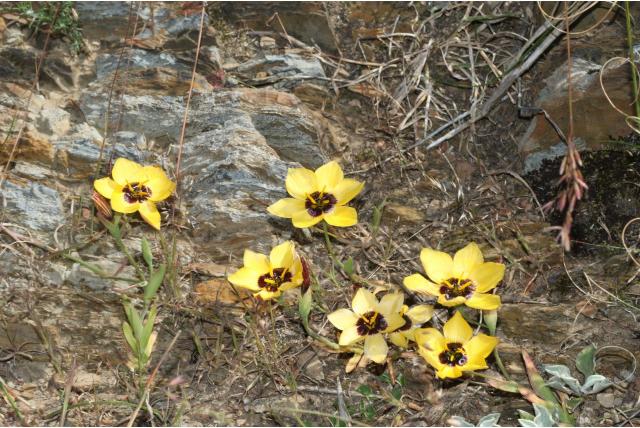 Driekleurige geissorhiza