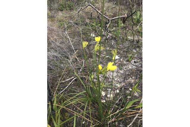 Grote lange spruit bobartia