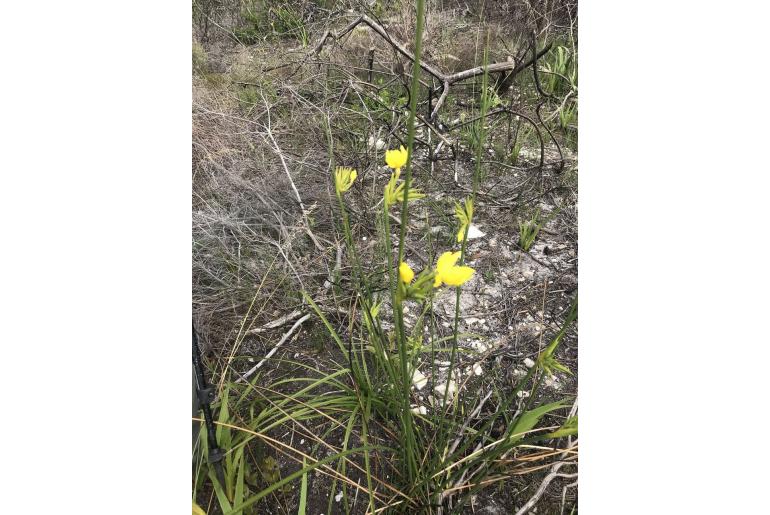 Bobartia longicyma ssp magna -9543