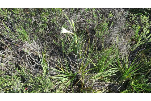 Witte gladiolus Witte gladiolus