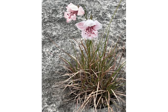 Bonte gladiolus Bonte gladiolus