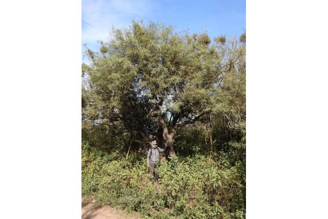 Witte prosopis