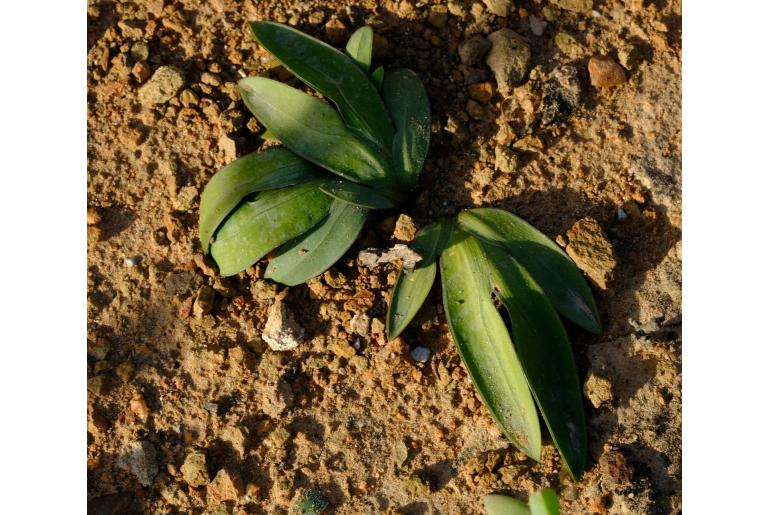 Freesia marginata -9550