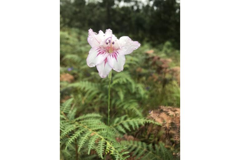 Gladiolus roseovenosus 9551