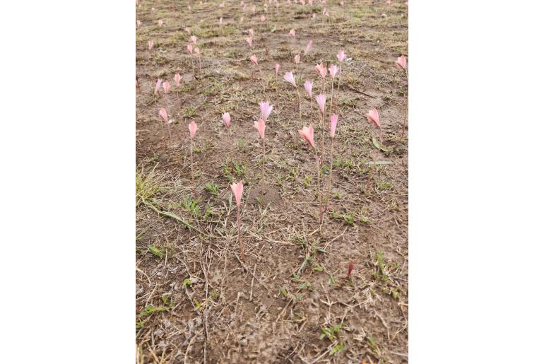 Zephyranthes gracilifolia -9553