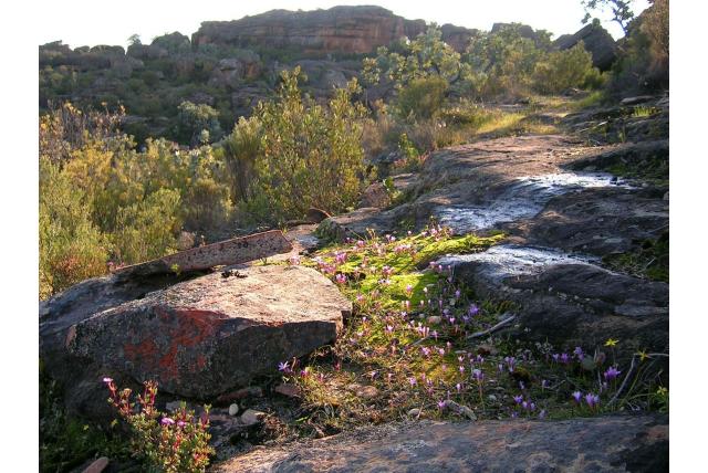 Enkelvoudige romulea