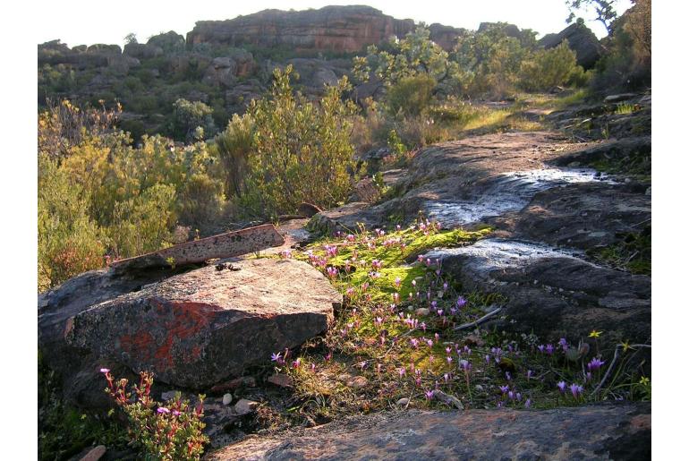 Romulea singularis 9554