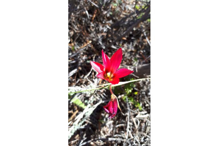 Romulea speciosa 9555