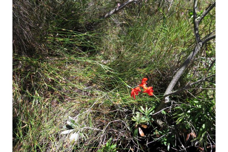 Gladiolus insolens 9557