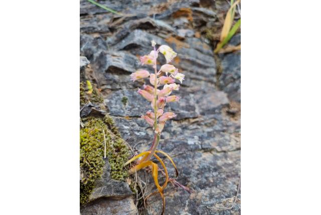 Adam's lachenalia