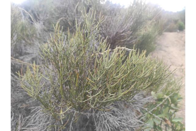 Merrie staart retanilla