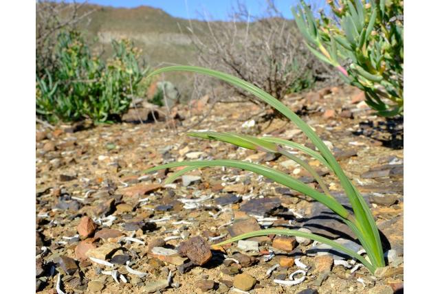 Lapeirousia-achtige gladiolus Lapeirousia-achtige gladiolus