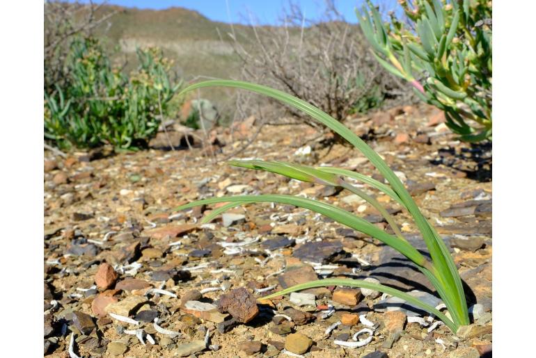 Gladiolus lapeirousioides 9560
