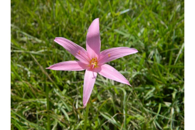 Zephyranthes pedunculosa -9561