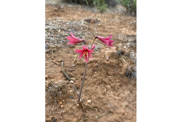 Vreemde rhodophiala