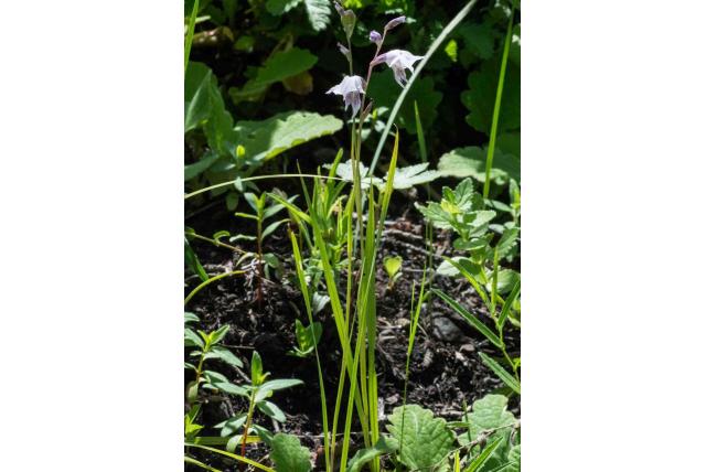 Loteni gladiolus Loteni gladiolus